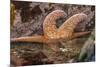 USA, Oregon, Bandon Beach. Close-up of sea star partially exposed by low tide.-Jaynes Gallery-Mounted Photographic Print