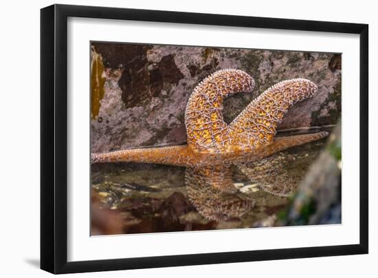 USA, Oregon, Bandon Beach. Close-up of sea star partially exposed by low tide.-Jaynes Gallery-Framed Photographic Print