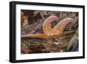 USA, Oregon, Bandon Beach. Close-up of sea star partially exposed by low tide.-Jaynes Gallery-Framed Photographic Print