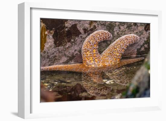 USA, Oregon, Bandon Beach. Close-up of sea star partially exposed by low tide.-Jaynes Gallery-Framed Photographic Print