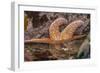 USA, Oregon, Bandon Beach. Close-up of sea star partially exposed by low tide.-Jaynes Gallery-Framed Photographic Print