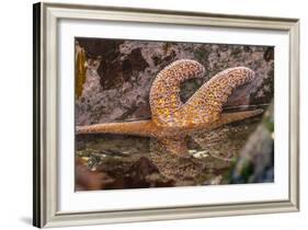 USA, Oregon, Bandon Beach. Close-up of sea star partially exposed by low tide.-Jaynes Gallery-Framed Photographic Print