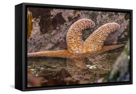 USA, Oregon, Bandon Beach. Close-up of sea star partially exposed by low tide.-Jaynes Gallery-Framed Stretched Canvas