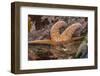 USA, Oregon, Bandon Beach. Close-up of sea star partially exposed by low tide.-Jaynes Gallery-Framed Photographic Print