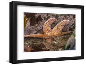 USA, Oregon, Bandon Beach. Close-up of sea star partially exposed by low tide.-Jaynes Gallery-Framed Photographic Print