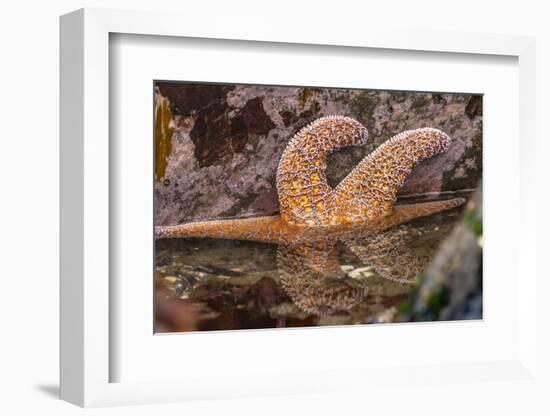 USA, Oregon, Bandon Beach. Close-up of sea star partially exposed by low tide.-Jaynes Gallery-Framed Photographic Print