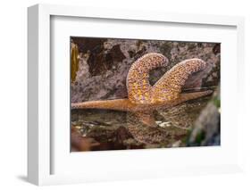 USA, Oregon, Bandon Beach. Close-up of sea star partially exposed by low tide.-Jaynes Gallery-Framed Photographic Print