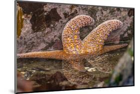 USA, Oregon, Bandon Beach. Close-up of sea star partially exposed by low tide.-Jaynes Gallery-Mounted Photographic Print