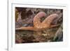 USA, Oregon, Bandon Beach. Close-up of sea star partially exposed by low tide.-Jaynes Gallery-Framed Photographic Print