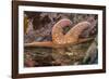 USA, Oregon, Bandon Beach. Close-up of sea star partially exposed by low tide.-Jaynes Gallery-Framed Photographic Print