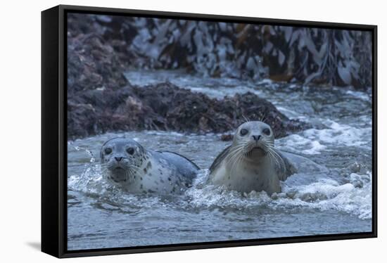 USA, Oregon, Bandon Beach. Harbor seal mother and pup in water.-Jaynes Gallery-Framed Stretched Canvas