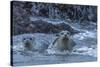 USA, Oregon, Bandon Beach. Harbor seal mother and pup in water.-Jaynes Gallery-Stretched Canvas