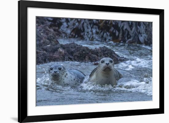 USA, Oregon, Bandon Beach. Harbor seal mother and pup in water.-Jaynes Gallery-Framed Photographic Print