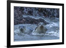 USA, Oregon, Bandon Beach. Harbor seal mother and pup in water.-Jaynes Gallery-Framed Photographic Print