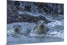 USA, Oregon, Bandon Beach. Harbor seal mother and pup in water.-Jaynes Gallery-Mounted Photographic Print