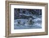 USA, Oregon, Bandon Beach. Harbor seal mother and pup in water.-Jaynes Gallery-Framed Photographic Print