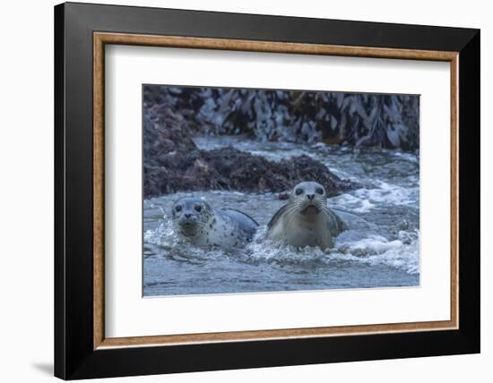 USA, Oregon, Bandon Beach. Harbor seal mother and pup in water.-Jaynes Gallery-Framed Photographic Print