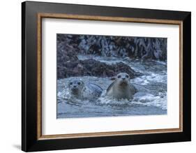 USA, Oregon, Bandon Beach. Harbor seal mother and pup in water.-Jaynes Gallery-Framed Photographic Print