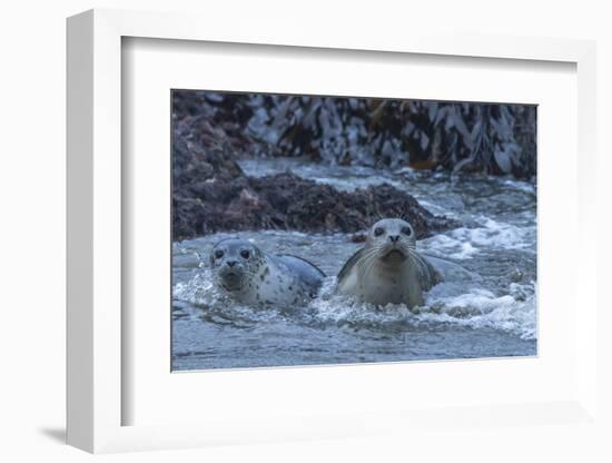 USA, Oregon, Bandon Beach. Harbor seal mother and pup in water.-Jaynes Gallery-Framed Photographic Print