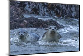 USA, Oregon, Bandon Beach. Harbor seal mother and pup in water.-Jaynes Gallery-Mounted Photographic Print