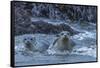 USA, Oregon, Bandon Beach. Harbor seal mother and pup in water.-Jaynes Gallery-Framed Stretched Canvas