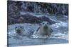 USA, Oregon, Bandon Beach. Harbor seal mother and pup in water.-Jaynes Gallery-Stretched Canvas