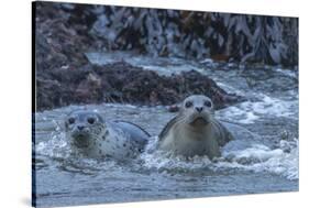 USA, Oregon, Bandon Beach. Harbor seal mother and pup in water.-Jaynes Gallery-Stretched Canvas