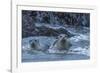 USA, Oregon, Bandon Beach. Harbor seal mother and pup in water.-Jaynes Gallery-Framed Photographic Print