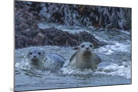 USA, Oregon, Bandon Beach. Harbor seal mother and pup in water.-Jaynes Gallery-Mounted Photographic Print