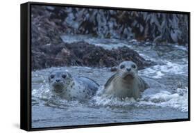 USA, Oregon, Bandon Beach. Harbor seal mother and pup in water.-Jaynes Gallery-Framed Stretched Canvas