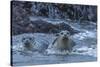 USA, Oregon, Bandon Beach. Harbor seal mother and pup in water.-Jaynes Gallery-Stretched Canvas