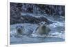 USA, Oregon, Bandon Beach. Harbor seal mother and pup in water.-Jaynes Gallery-Framed Photographic Print