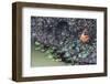 USA, Oregon, Bandon Beach. Sea star and anemones exposed at low tide.-Jaynes Gallery-Framed Photographic Print