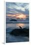 USA, Oregon, Bandon Beach. Seagull on Rock at Twilight-Jaynes Gallery-Framed Photographic Print