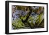 USA, Oregon, Bandon, Beach-Joe Restuccia III-Framed Photographic Print