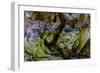 USA, Oregon, Bandon, Beach-Joe Restuccia III-Framed Photographic Print