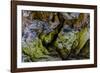 USA, Oregon, Bandon, Beach-Joe Restuccia III-Framed Photographic Print