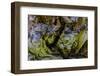 USA, Oregon, Bandon, Beach-Joe Restuccia III-Framed Photographic Print