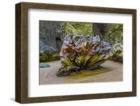 USA, Oregon, Bandon, Beach-Joe Restuccia III-Framed Photographic Print