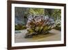 USA, Oregon, Bandon, Beach-Joe Restuccia III-Framed Photographic Print