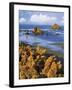 USA, Oregon, Bandon. Face Rock and Wild Gorse Plants-Steve Terrill-Framed Photographic Print