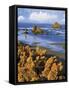 USA, Oregon, Bandon. Face Rock and Wild Gorse Plants-Steve Terrill-Framed Stretched Canvas