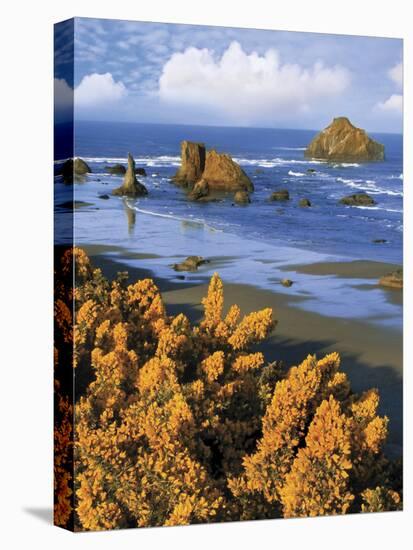 USA, Oregon, Bandon. Face Rock and Wild Gorse Plants-Steve Terrill-Stretched Canvas