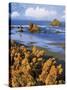 USA, Oregon, Bandon. Face Rock and Wild Gorse Plants-Steve Terrill-Stretched Canvas