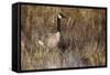 USA, Oregon, Baskett Slough NWR, a Canada Goose.-Rick A. Brown-Framed Stretched Canvas