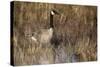 USA, Oregon, Baskett Slough NWR, a Canada Goose.-Rick A. Brown-Stretched Canvas