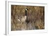 USA, Oregon, Baskett Slough NWR, a Canada Goose.-Rick A. Brown-Framed Photographic Print