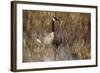 USA, Oregon, Baskett Slough NWR, a Canada Goose.-Rick A. Brown-Framed Photographic Print