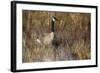 USA, Oregon, Baskett Slough NWR, a Canada Goose.-Rick A. Brown-Framed Photographic Print