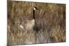 USA, Oregon, Baskett Slough NWR, a Canada Goose.-Rick A. Brown-Mounted Photographic Print